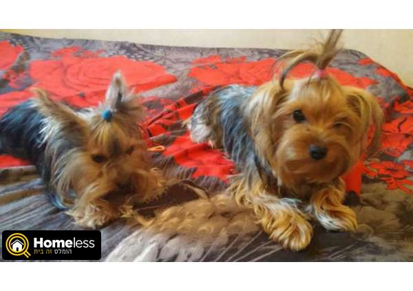 תמונה 2 ,כלבים יורקשייר טרייר   שני גורים למכירה בפתח תקווה