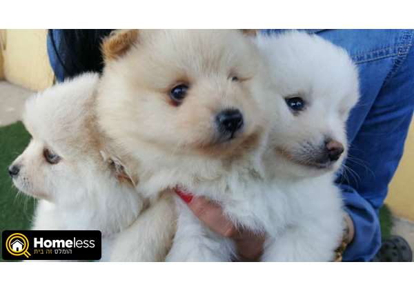 תמונה 1 ,כלבים פומרניאן   פומרניין למכירה בקרית גת