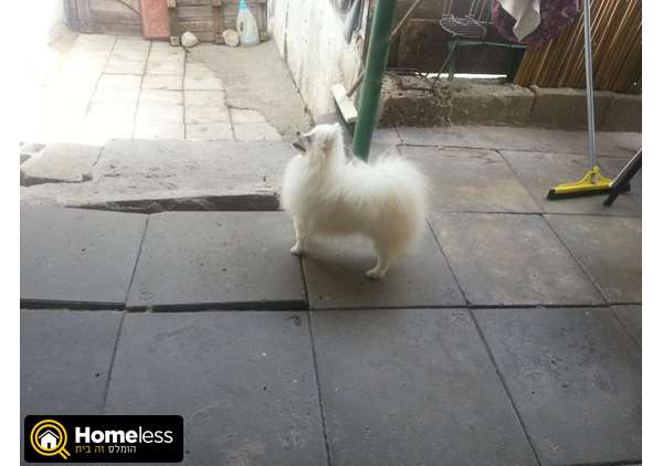 תמונה 4 ,כלבים פומרניאן   פומרניאן לשידוך ברחובות