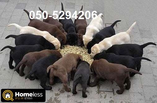 תמונה 1 ,כלבים לברדור רטריבר   כלב למכירה בפתח תקווה