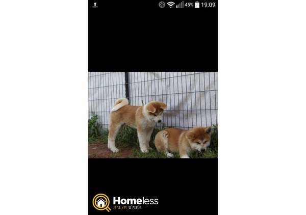 תמונה 2 ,כלבים אקיטה יפני   גורים למכירה בצפת