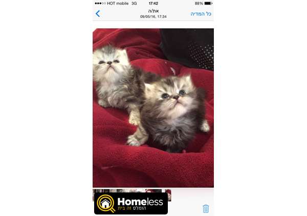 תמונה 3 ,חתולים פרסי   גורים צינצילה למכירה ב