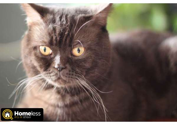 תמונה 1 ,חתולים בריטי קצר שיער   Hix לשידוך ברמת גן
