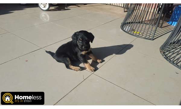 תמונה 1 ,כלבים גולדן רטריבר   סימבה  למכירה בבאר שבע