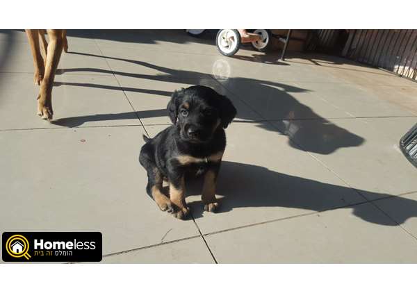 תמונה 2 ,כלבים גולדן רטריבר   סימבה  למכירה בבאר שבע