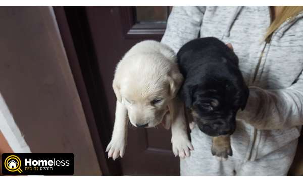 תמונה 3 ,כלבים גולדן רטריבר   סימבה  למכירה בבאר שבע