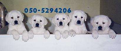 תמונה 3 ,כלבים לברדור רטריבר   כלב למכירה בפתח תקווה