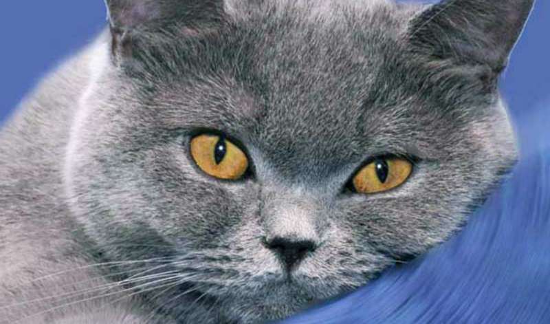 תמונה 1 ,חתולים בריטי קצר שיער   גורים כחולים למכירה בראש העין