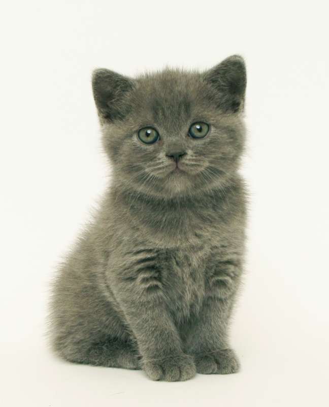 תמונה 2 ,חתולים בריטי קצר שיער   גורים כחולים למכירה בראש העין