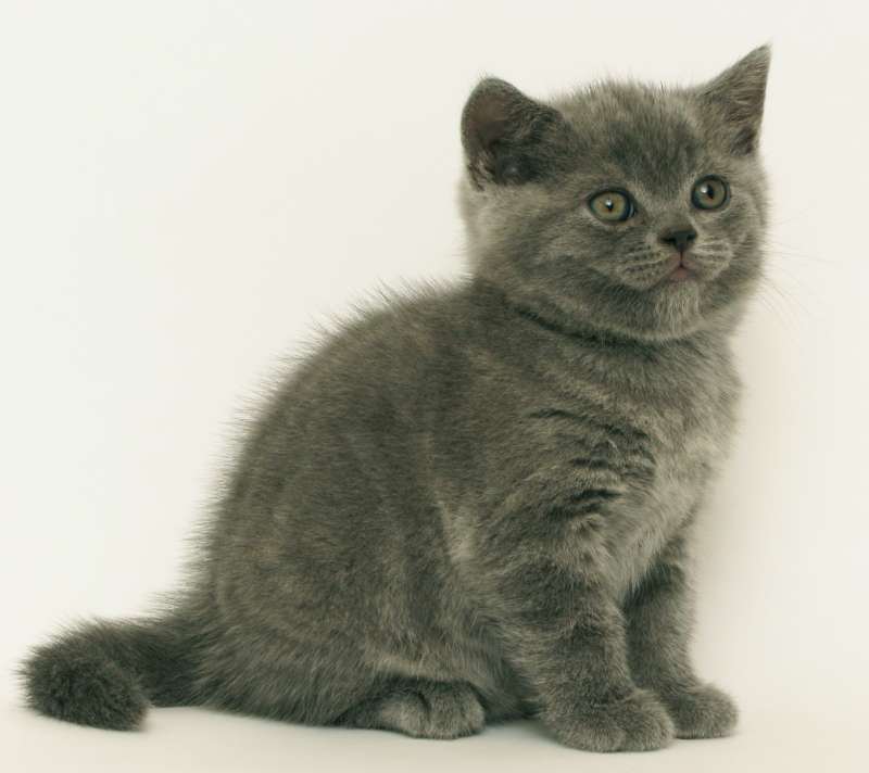 תמונה 3 ,חתולים בריטי קצר שיער   גורים כחולים למכירה בראש העין