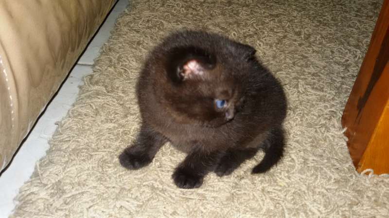 תמונה 2 ,חתולים בריטי קצר שיער   scoti למכירה בחיפה