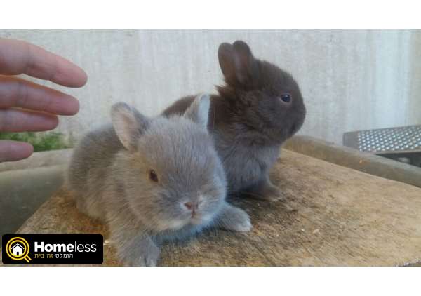 תמונה 1 ,מכרסמים ארנבות   ארנב ננסי למכירה בכפר יונה