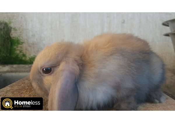 תמונה 1 ,מכרסמים ארנבות   ארנבות שמוטות למכירה בכפר יונה