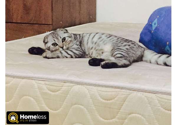 תמונה 4 ,חתולים Scotish Fold   שוגע למכירה בתל אביב