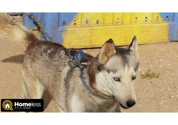 תמונה 1 ,כלבים האסקי סיביר   האסקי סיבירי למכירה באחוזם 