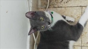 חתולים מעורב חיפה והקריות 