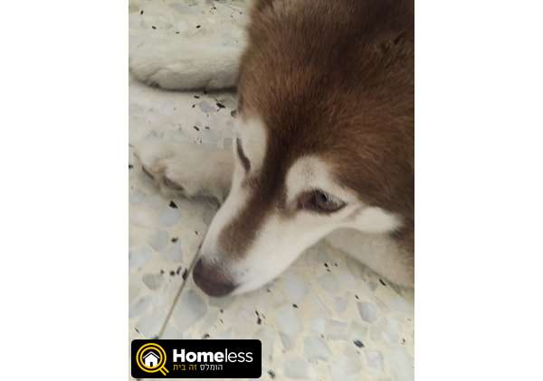 תמונה 2 ,כלבים האסקי סיביר   סנדי למכירה בראש העין
