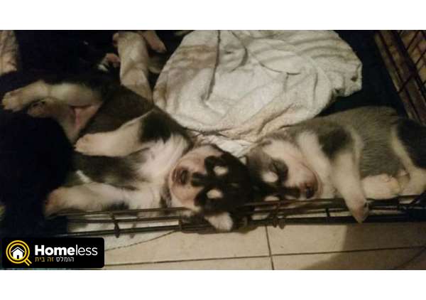 תמונה 1 ,כלבים האסקי סיביר   רוסטיסלב למכירה ברחובות