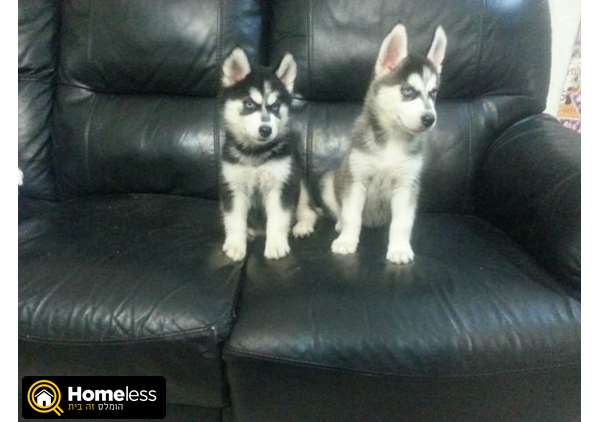 תמונה 2 ,כלבים האסקי סיביר   האסקי סיבירי למכירה בנתיבות
