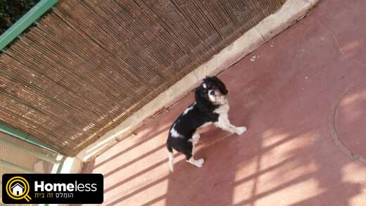 תמונה 2 ,כלבים קבליר קינג צארלס ספנייל   סול לשידוך בטבריה