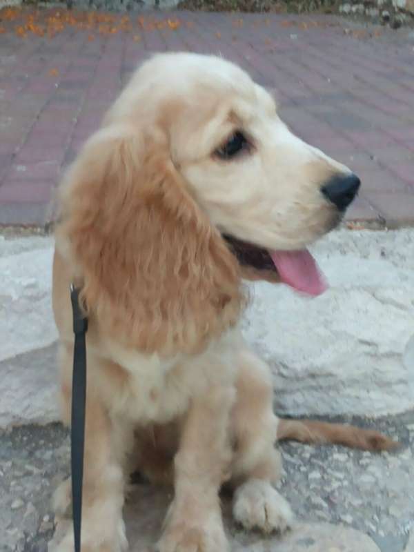 תמונה 2 ,כלבים קוקר ספנייל   קוקר ספניאל למכירה בנצרת עילית