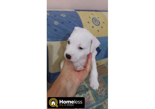 תמונה 1 ,כלבים גק ראסל טרייר   גורת ג׳ק ראסל מדהימה בת חודשיים למכירה בנתניה