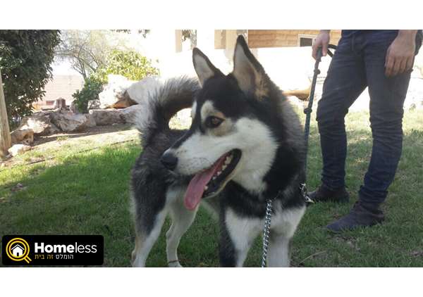 תמונה 2 ,כלבים האסקי סיביר   ג'ו למכירה במודיעין
