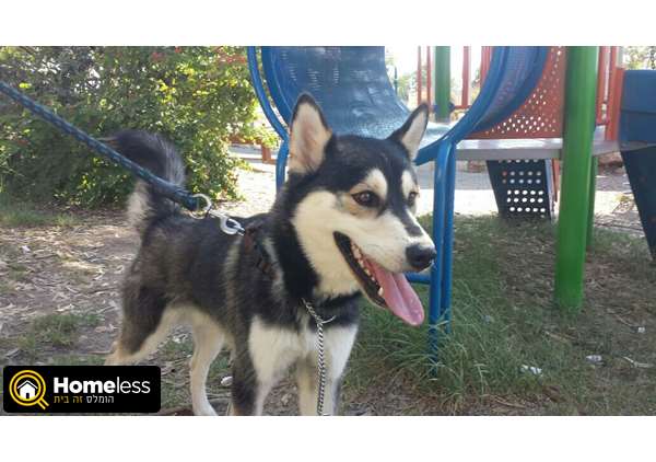 תמונה 3 ,כלבים האסקי סיביר   ג'ו למכירה במודיעין