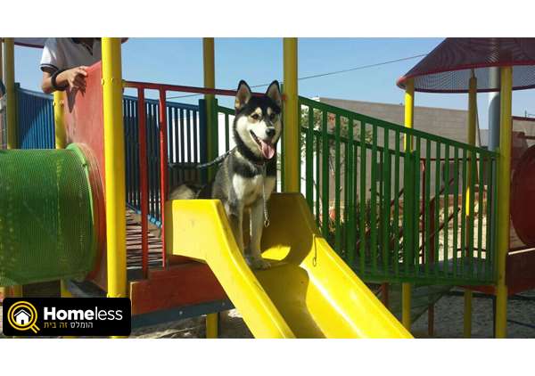 תמונה 4 ,כלבים האסקי סיביר   ג'ו למכירה במודיעין