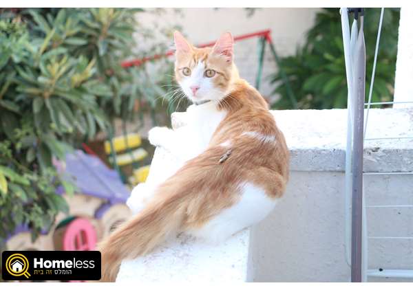 תמונה 1 ,חתולים אחר   מור למסירה בתל אביב
