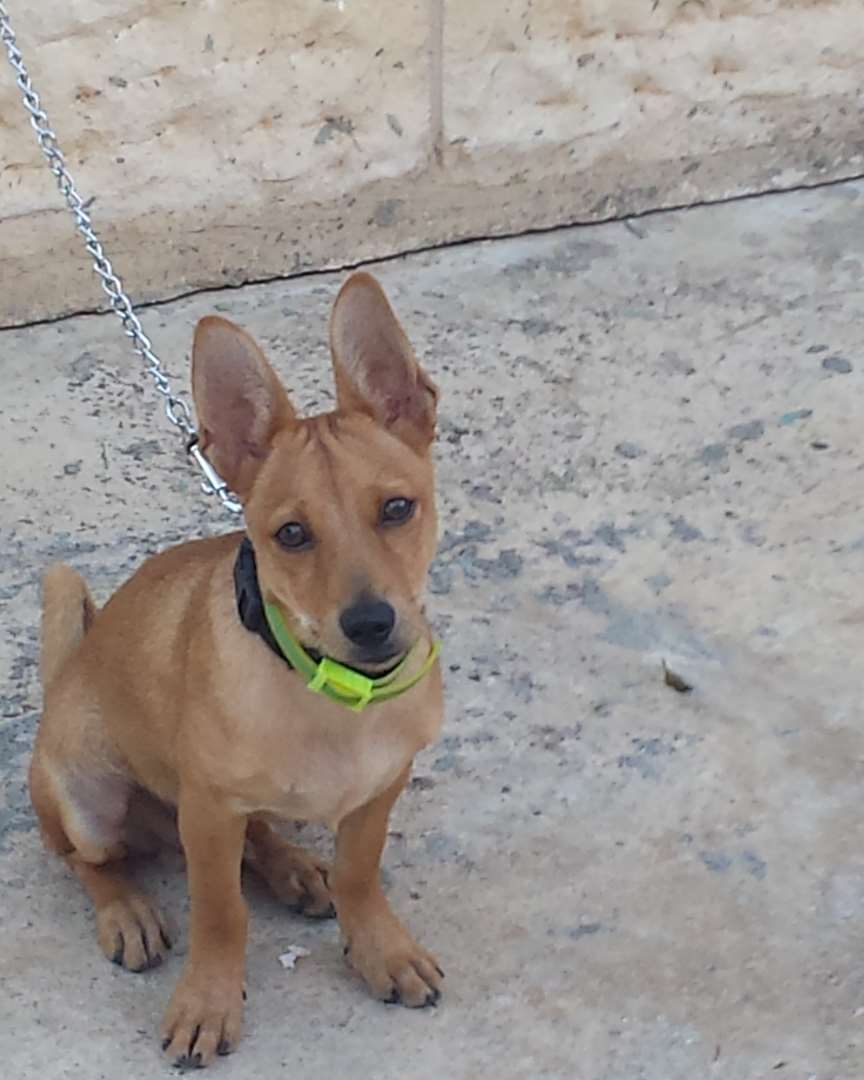תמונה 1 ,כלבים פינצ`ר ננסי   שאדי למכירה בגוליס