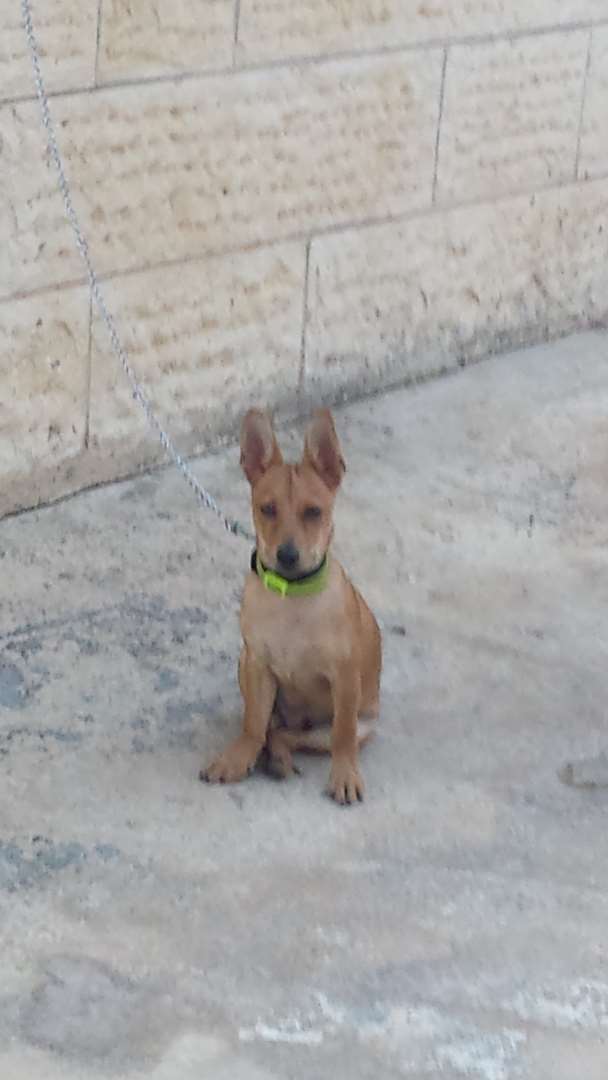 תמונה 4 ,כלבים פינצ`ר ננסי   שאדי למכירה בגוליס
