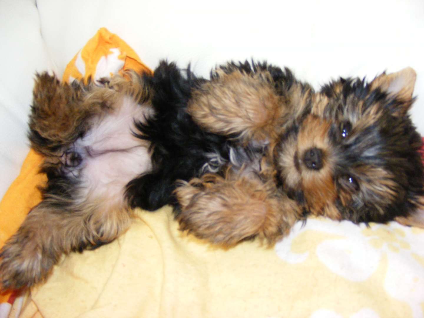 תמונה 2 ,כלבים יורקשייר טרייר   גור למכירה במודיעין-מכבים-רעות