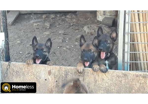 תמונה 2 ,כלבים רועה בלגי   בלגי למכירה בברקת