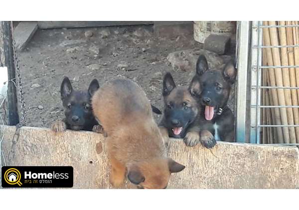 תמונה 3 ,כלבים רועה בלגי   בלגי למכירה בברקת
