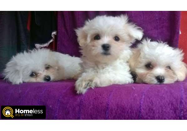 תמונה 3 ,כלבים מלטז   מלטז למכירה בפתח תקווה