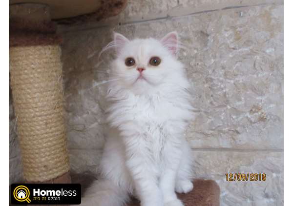תמונה 1 ,חתולים פרסי   גורה למכירה בירושלים