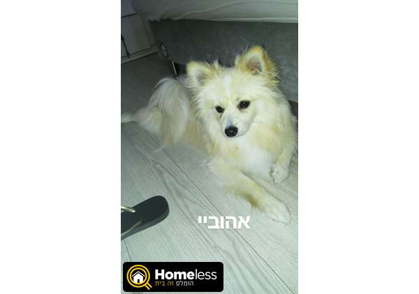 תמונה 1 ,כלבים פומרניאן   מסי למכירה בחיפה