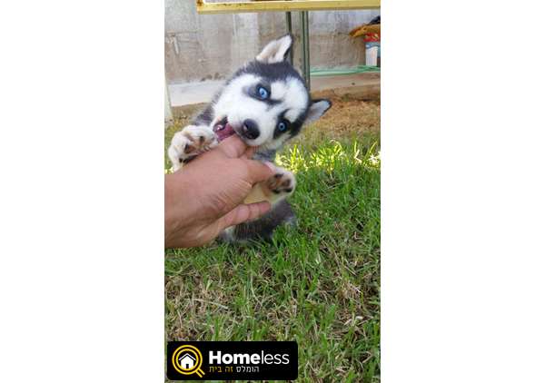 תמונה 1 ,כלבים האסקי סיביר   האסקי למכירה בכפר שמאי