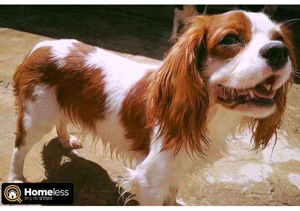 תמונה 1 ,כלבים קבליר קינג צארלס ספנייל   פונצ' לשידוך בבית שאן