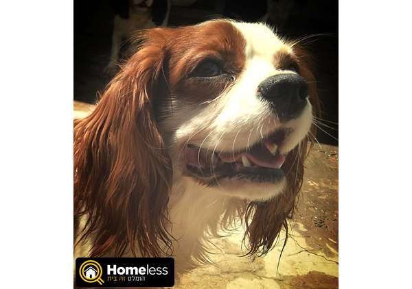 תמונה 3 ,כלבים קבליר קינג צארלס ספנייל   פונצ' לשידוך בבית שאן