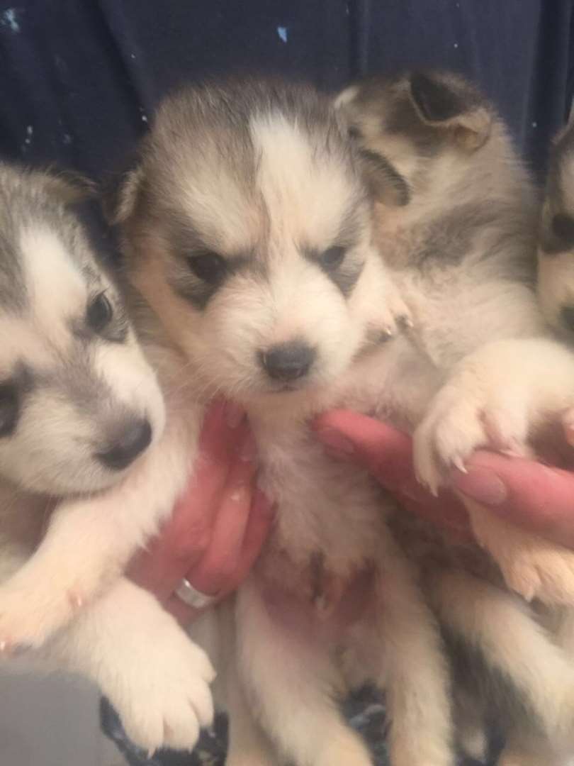 תמונה 1 ,כלבים האסקי סיביר   יזו למכירה בכרמיאל