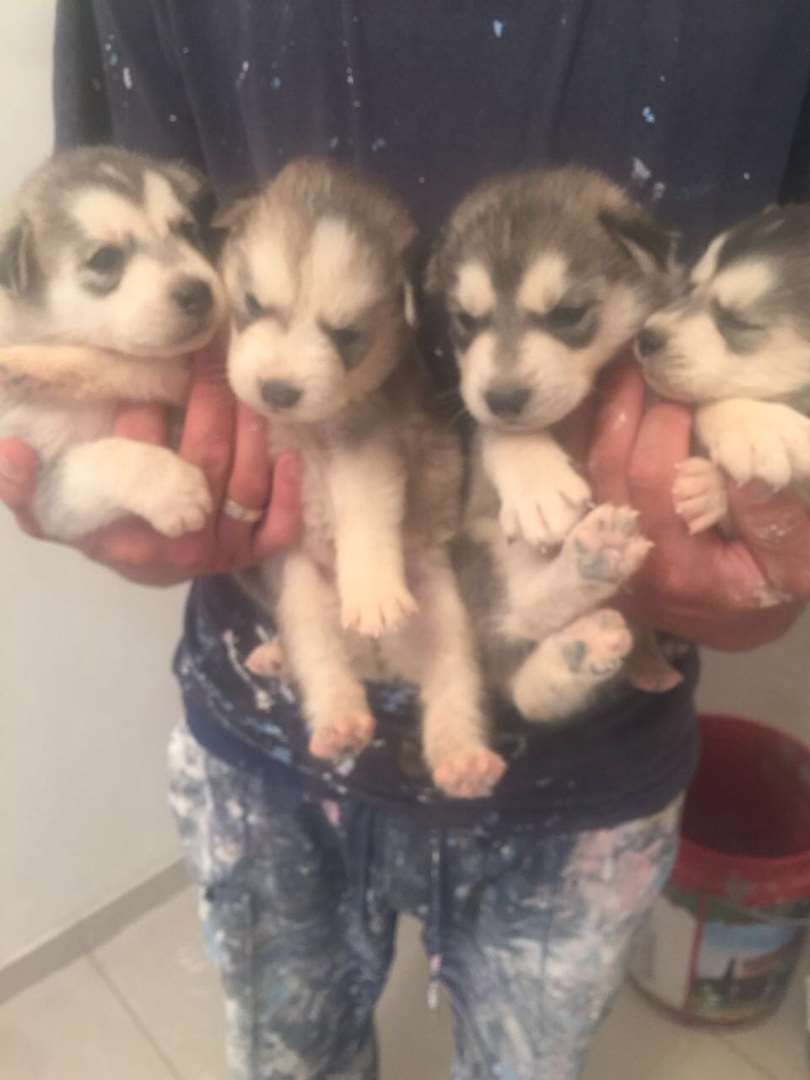 תמונה 2 ,כלבים האסקי סיביר   יזו למכירה בכרמיאל