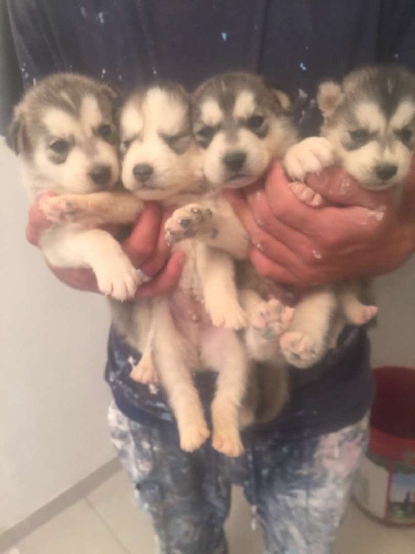 תמונה 3 ,כלבים האסקי סיביר   יזו למכירה בכרמיאל