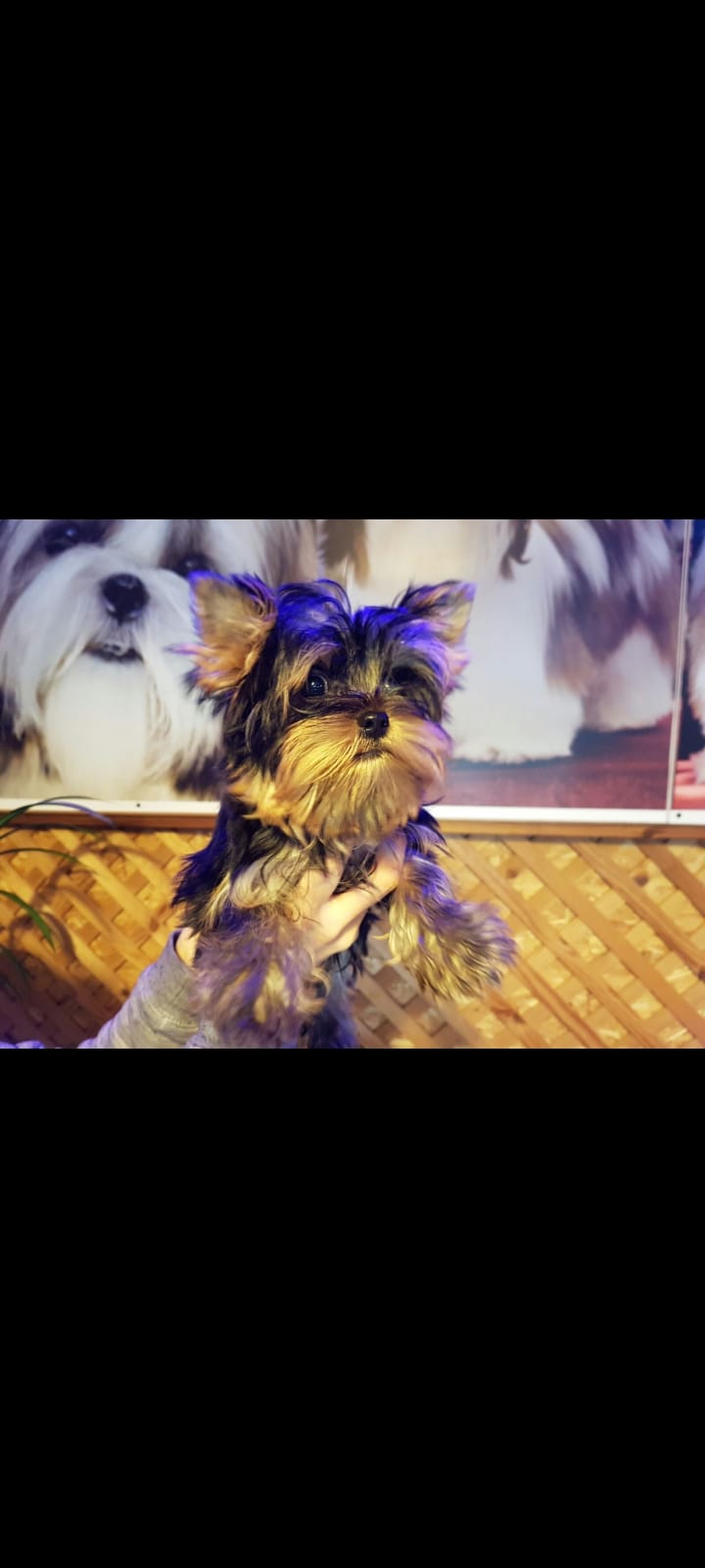תמונה 4 ,כלבים יורקשייר טרייר   יורקשייר גורים רמה בנלאומית למכירה בפתח תקווה