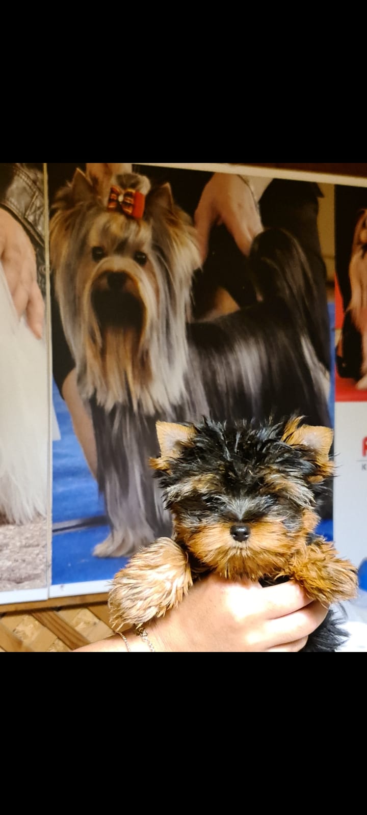 תמונה 6 ,כלבים יורקשייר טרייר   יורקשייר גורים רמה בנלאומית למכירה בפתח תקווה