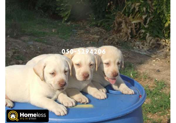 תמונה 1 ,כלבים לברדור רטריבר   גורי לברדור למכירה ב    L      