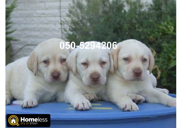 תמונה 3 ,כלבים לברדור רטריבר   גורי לברדור למכירה ב    L      