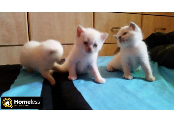 תמונה 1 ,חתולים בריטי קצר שיער   בריטי למכירה ברמלה