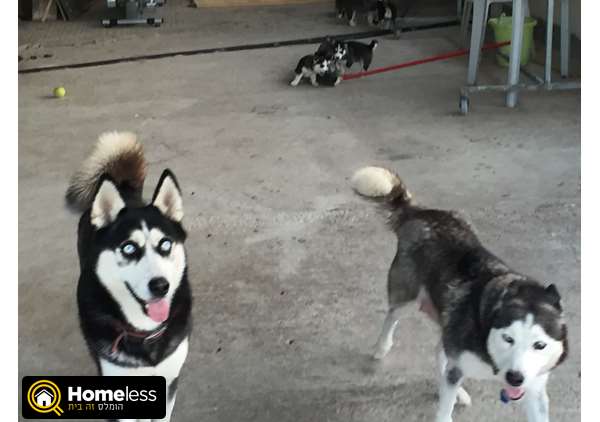 תמונה 4 ,כלבים האסקי סיביר   דולצי למכירה בשפרעם